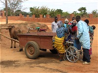 Ox cart ambulance